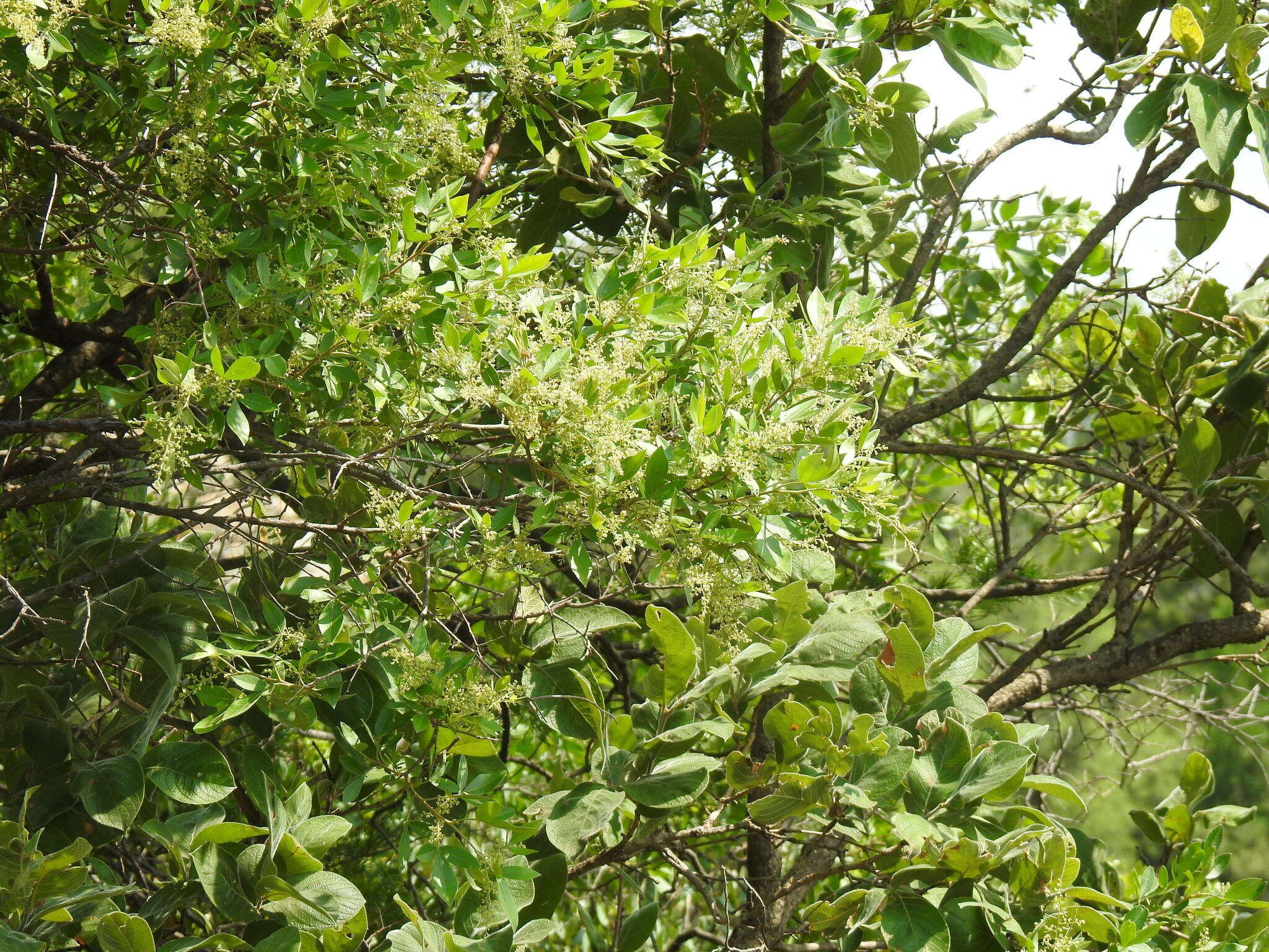 Image of Searsia pyroides var. gracilis (Engl.) Moffett