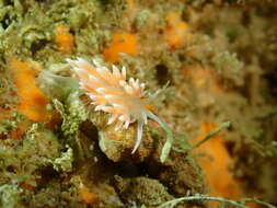 Image of Sakuraeolis sakuracea Hirano 1999