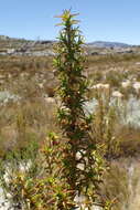 صورة Cliffortia acanthophylla C. Whitehouse