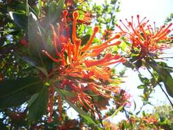 Image of Chilean firebush