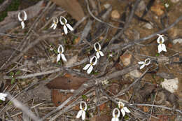 Image de Stylidium decipiens (Carlquist) Wege