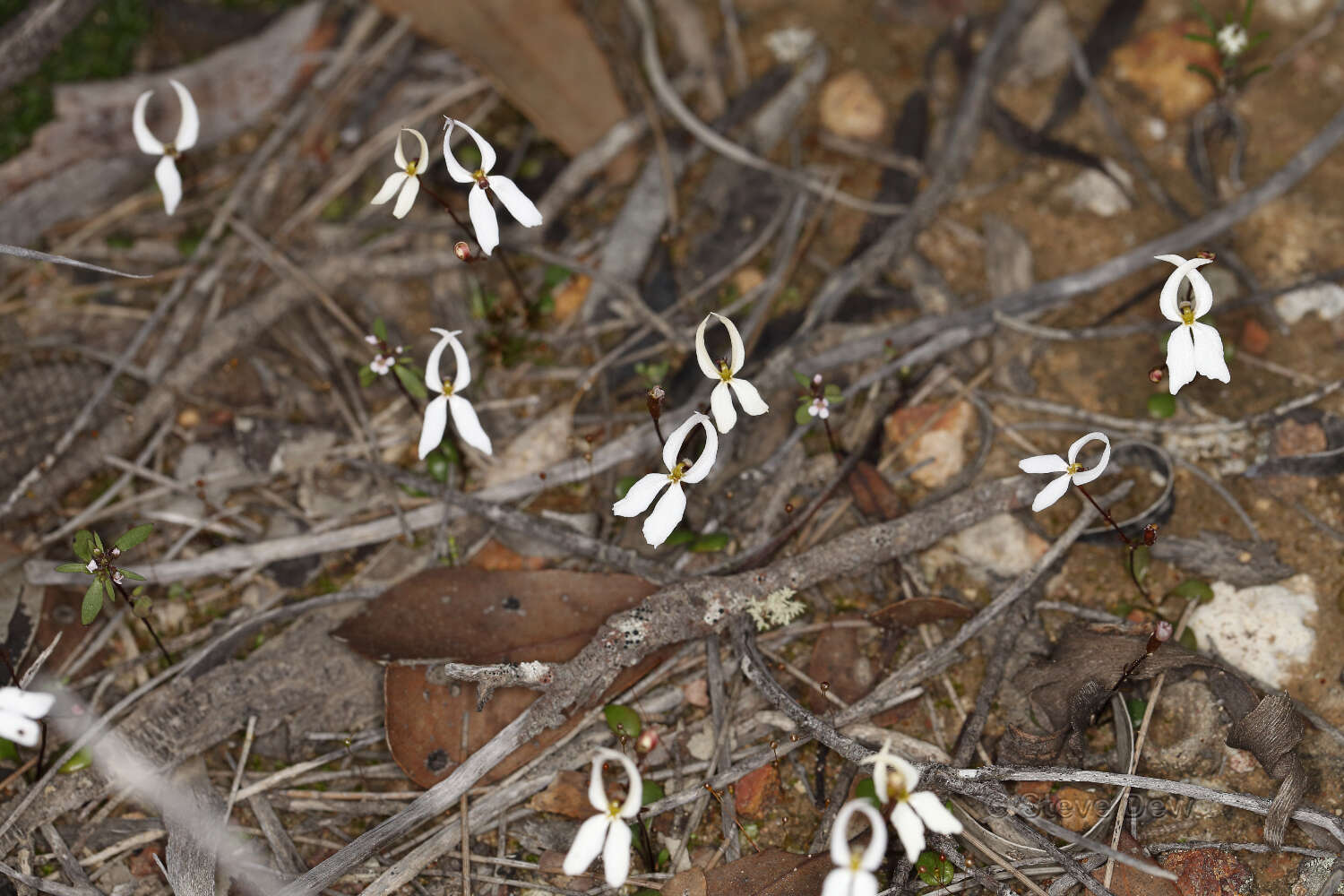 Image de Stylidium decipiens (Carlquist) Wege