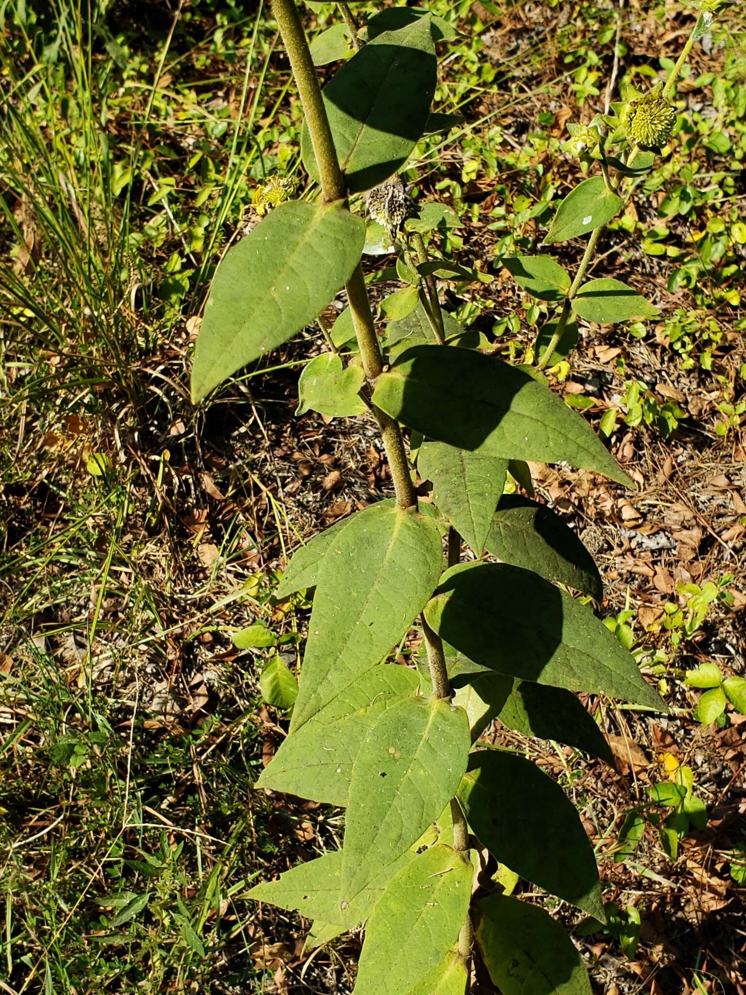 Image of <i>Silphium <i>integrifolium</i></i> var. integrifolium