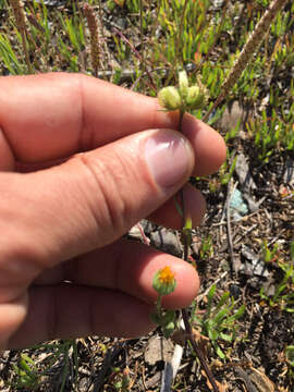 Image of field marigold