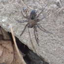 Image of Cribellate spider