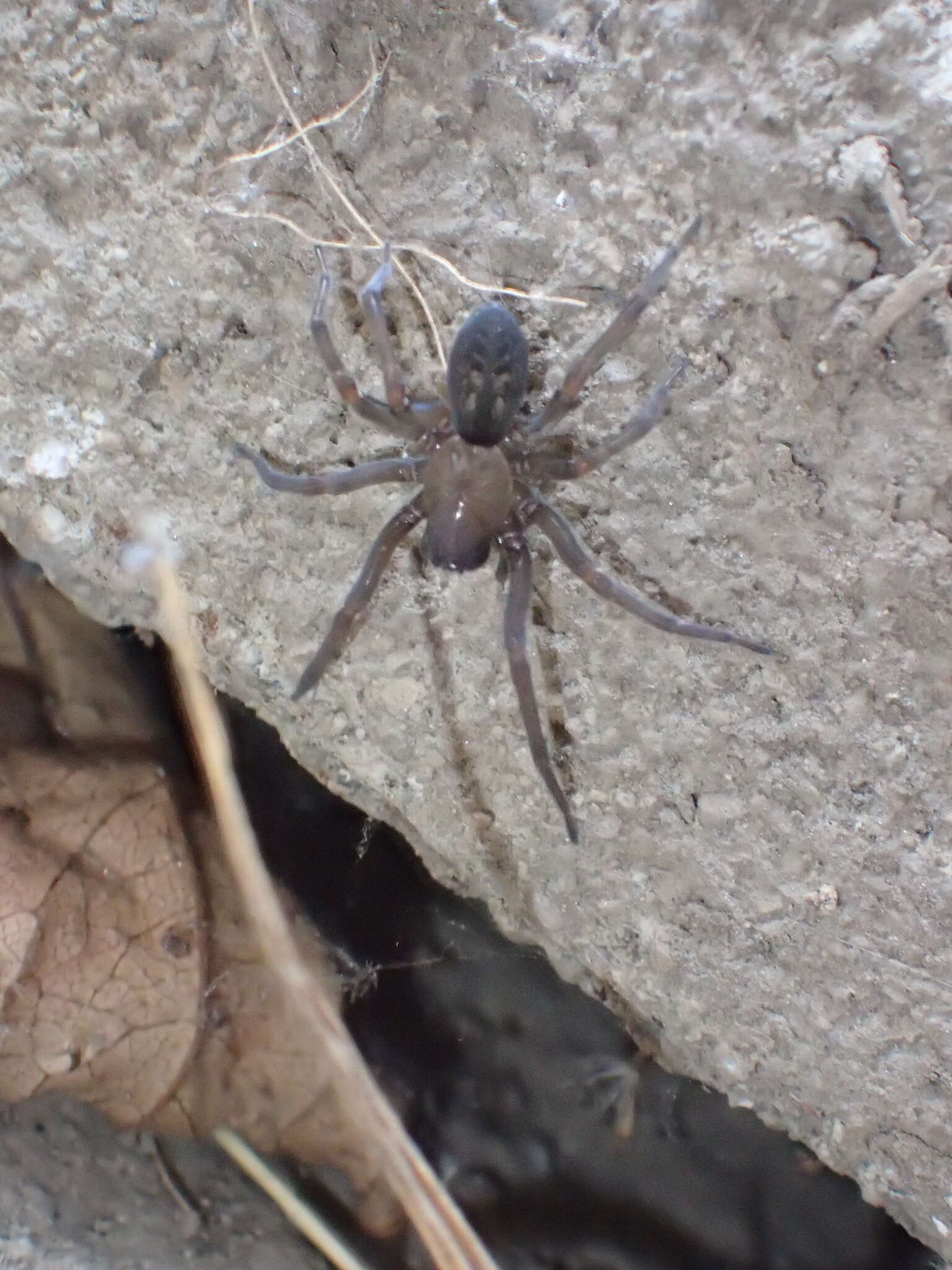 Image of Cribellate spider
