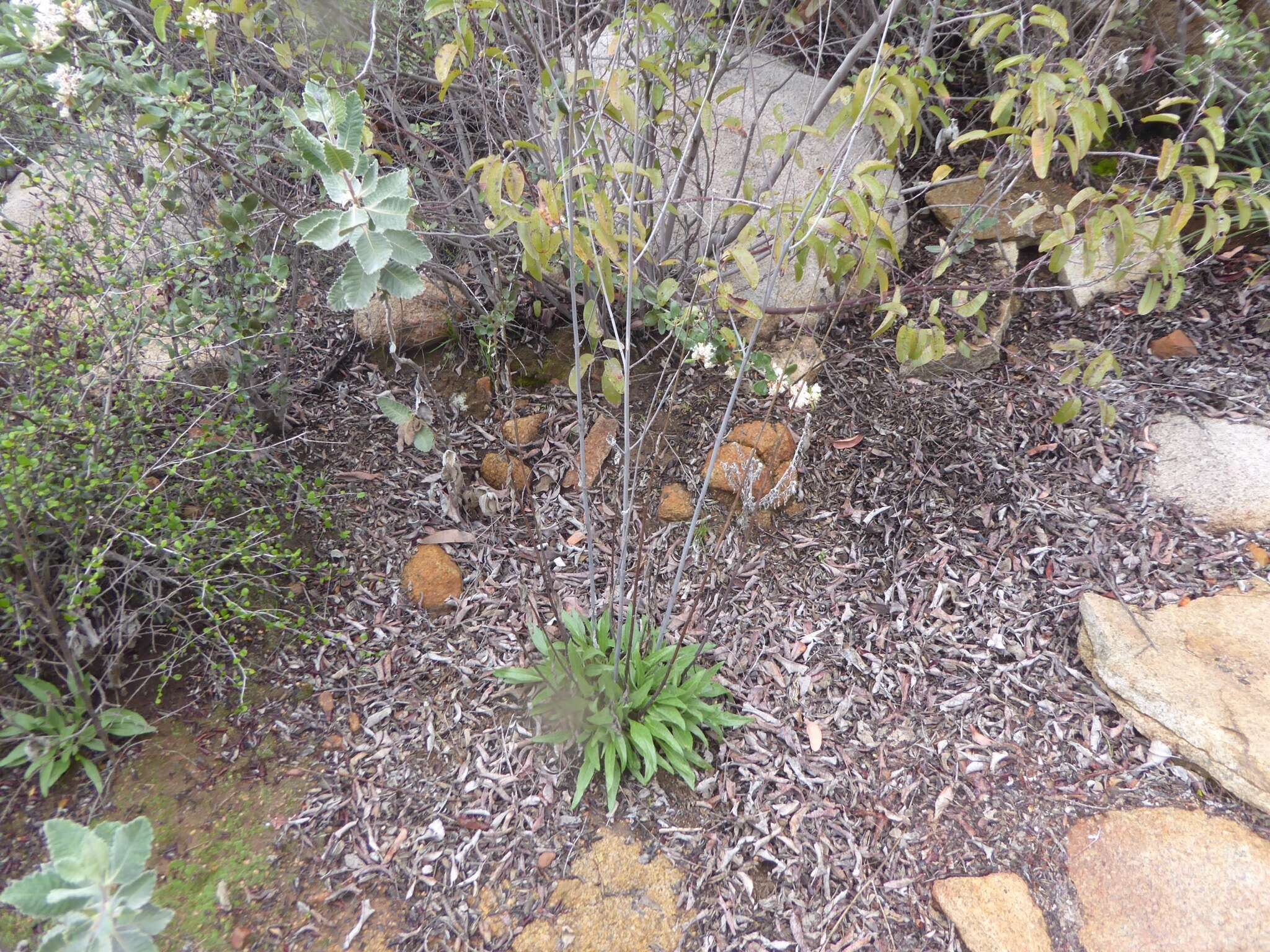 Image of slender sunflower