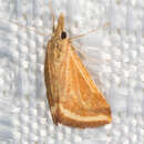 Image of Yellow-veined Moth