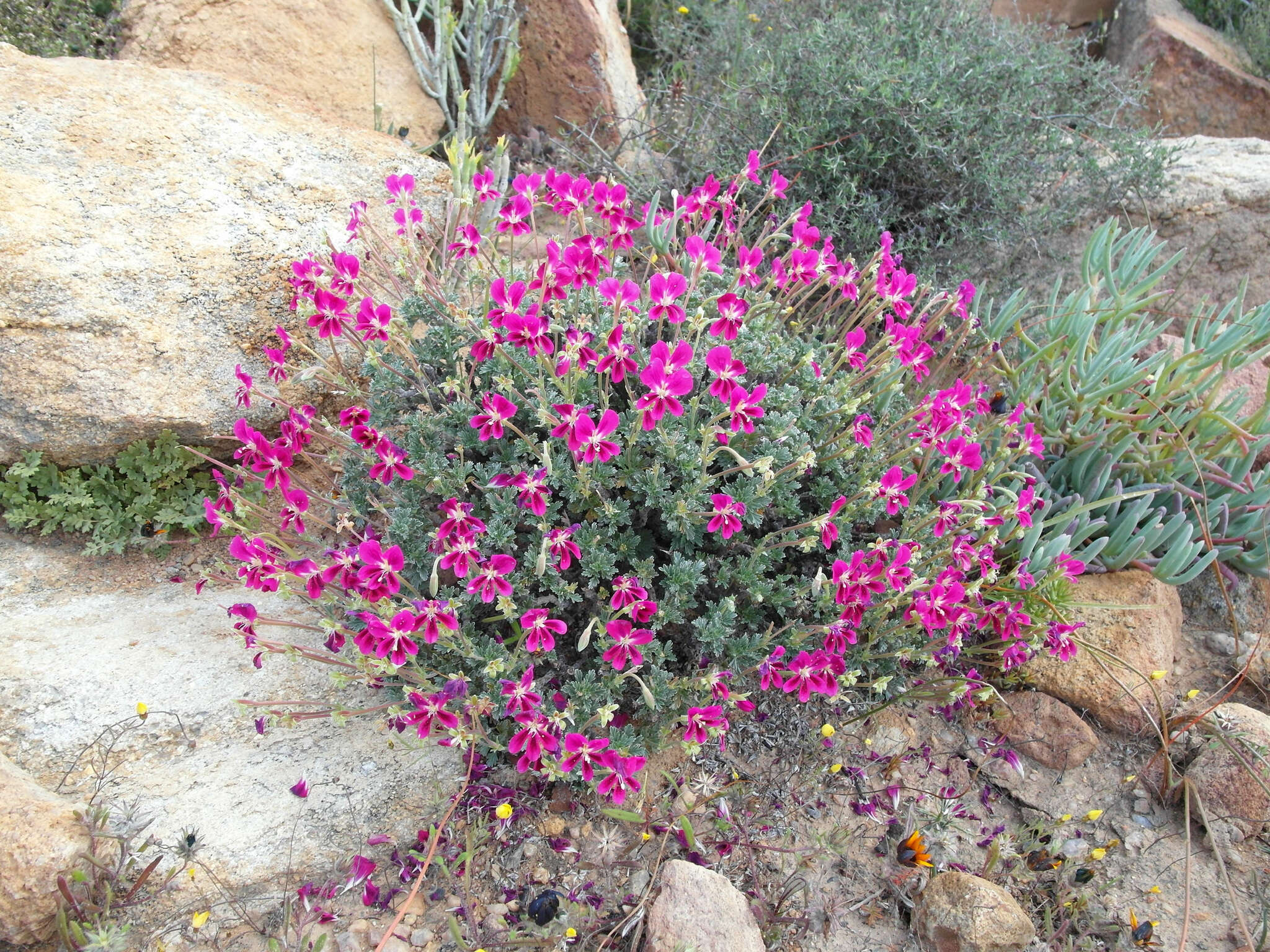 Image of Pelargonium sericifolium J. J. A. Van der Walt