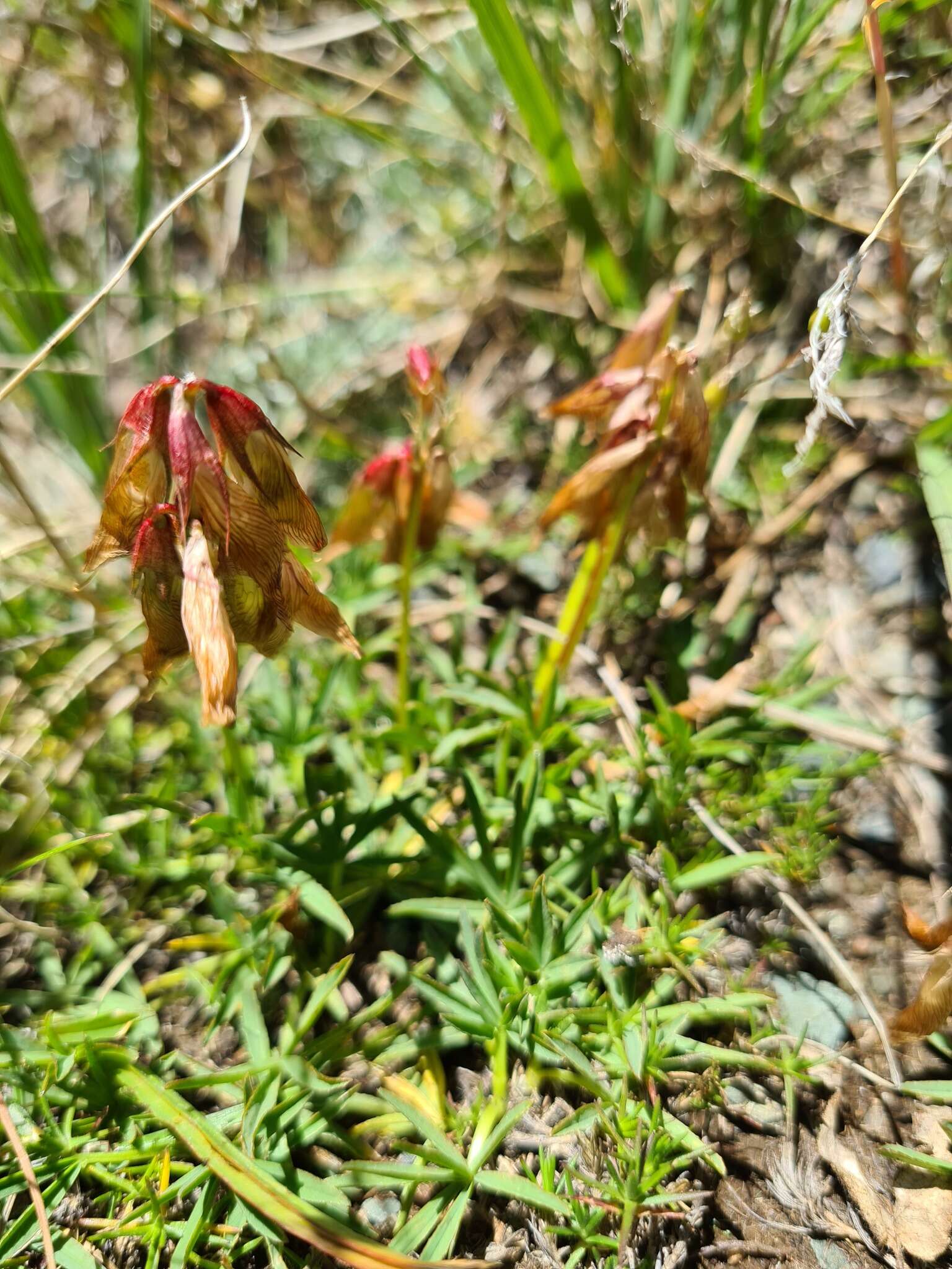 Слика од Trifolium polyphyllum (C. A. Mey.) Latsch.