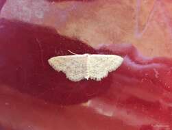 Image de Idaea elongaria Rambur 1833