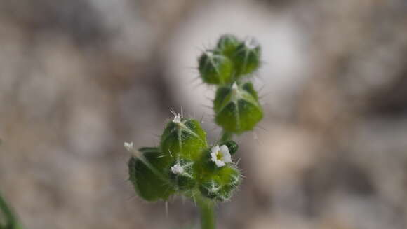 Plancia ëd Cryptantha pterocarya var. cycloptera (Greene) J. F. Macbr.