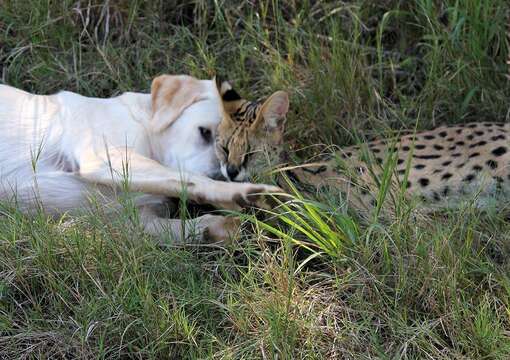 صورة Leptailurus serval serval (Schreber 1776)