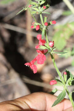 Imagem de Stachys coccinea Ortega