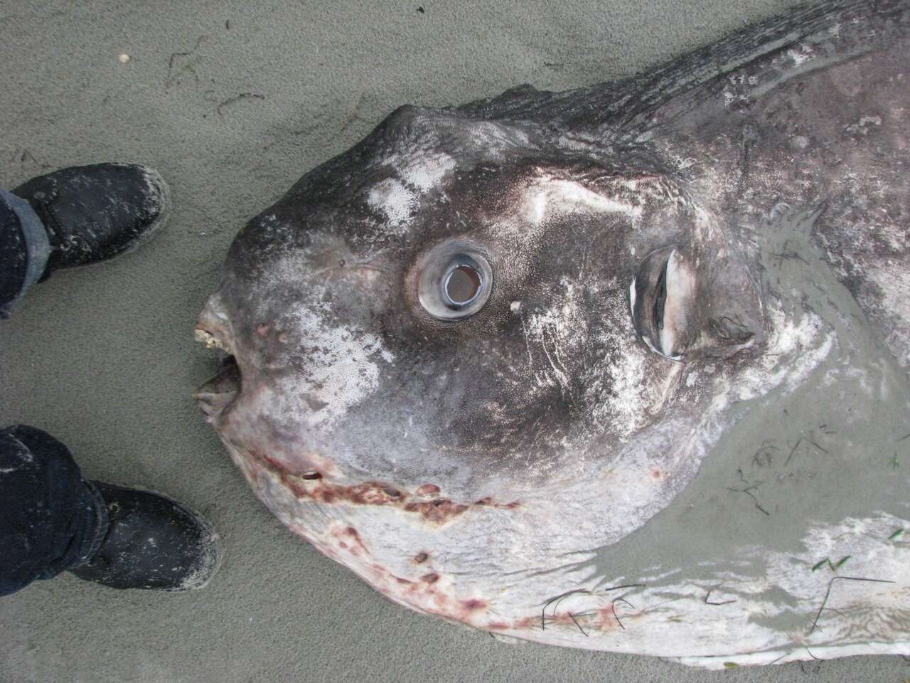 Image of Hoodwinker ocean sunfish