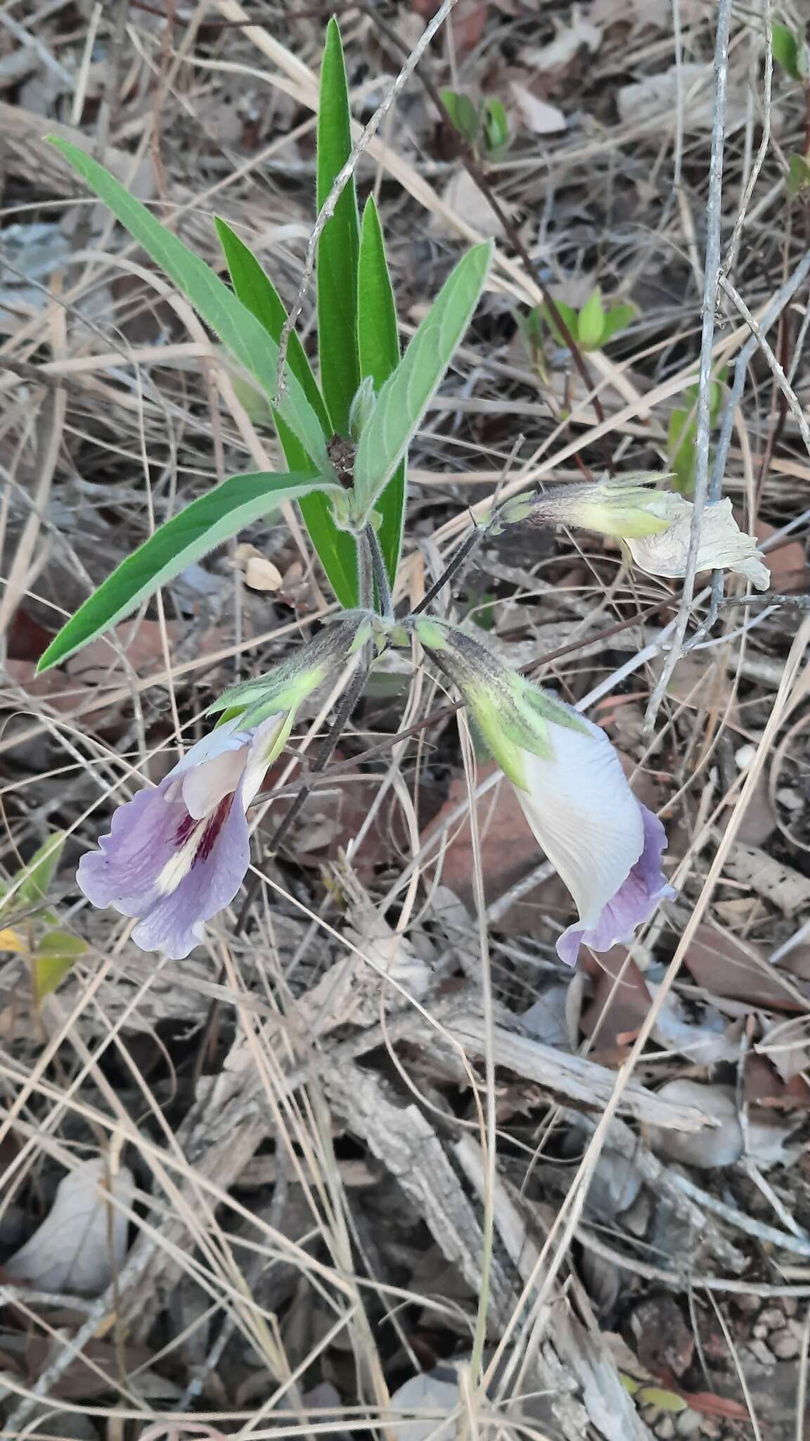 صورة Clitoria guianensis (Aubl.) Benth.