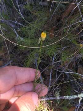 صورة Erigeron reductus var. angustatus (A. Gray) G. L. Nesom