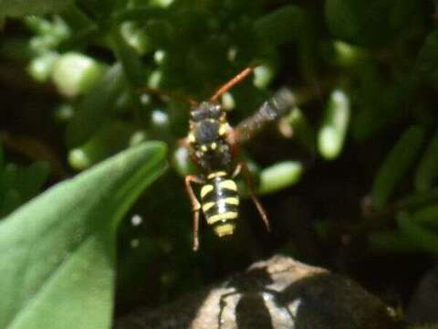 Image of Nomada fulvicornis Fabricius 1793