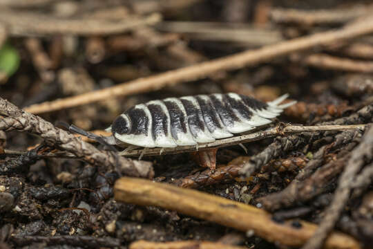 Porcellio flavomarginatus Lucas 1853 resmi