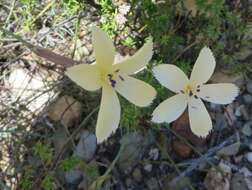 Image of Dianthus caespitosus subsp. caespitosus