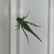 Image of California Angle-wing Katydid