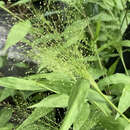 Sivun Panicum trichoides Sw. kuva