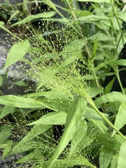 Image de Panicum trichoides Sw.