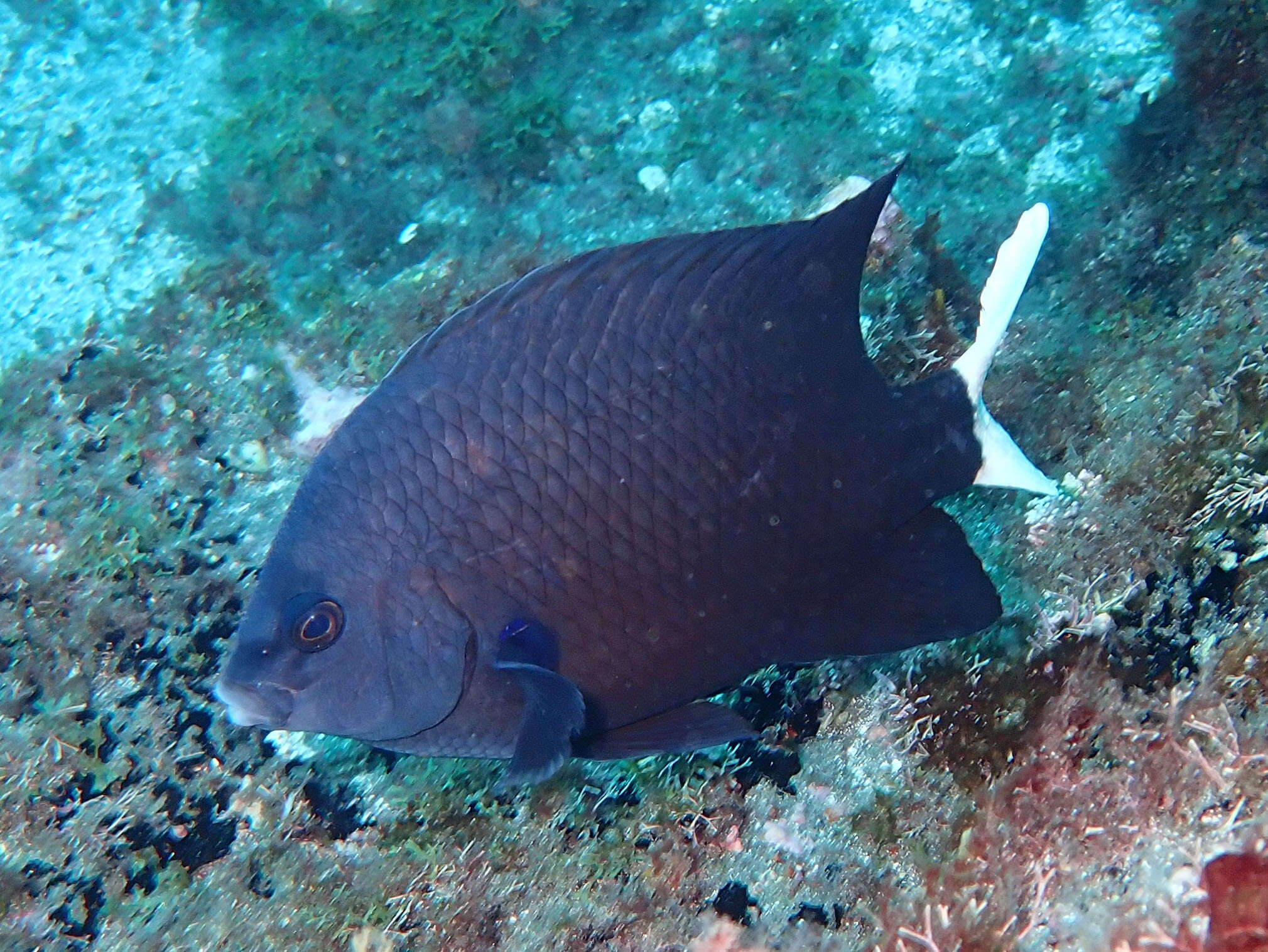 Image of Cape damsel