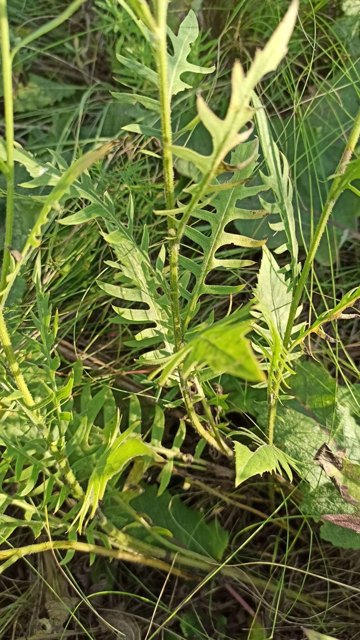 Image of Klasea radiata subsp. gmelinii (Tausch) L. Martins