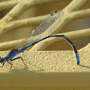 Image of Little Bluet