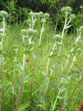 Image of Stokesia