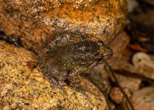 Image of Tyrrhenian Painted Frog