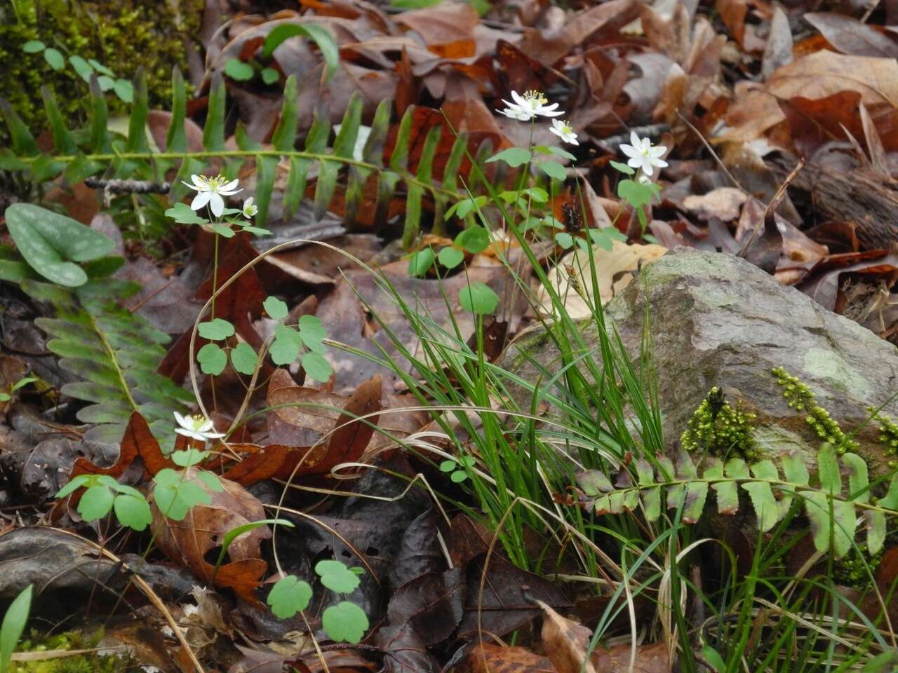 Image of black edge sedge