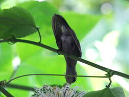 Image of Golden-crowned Emerald