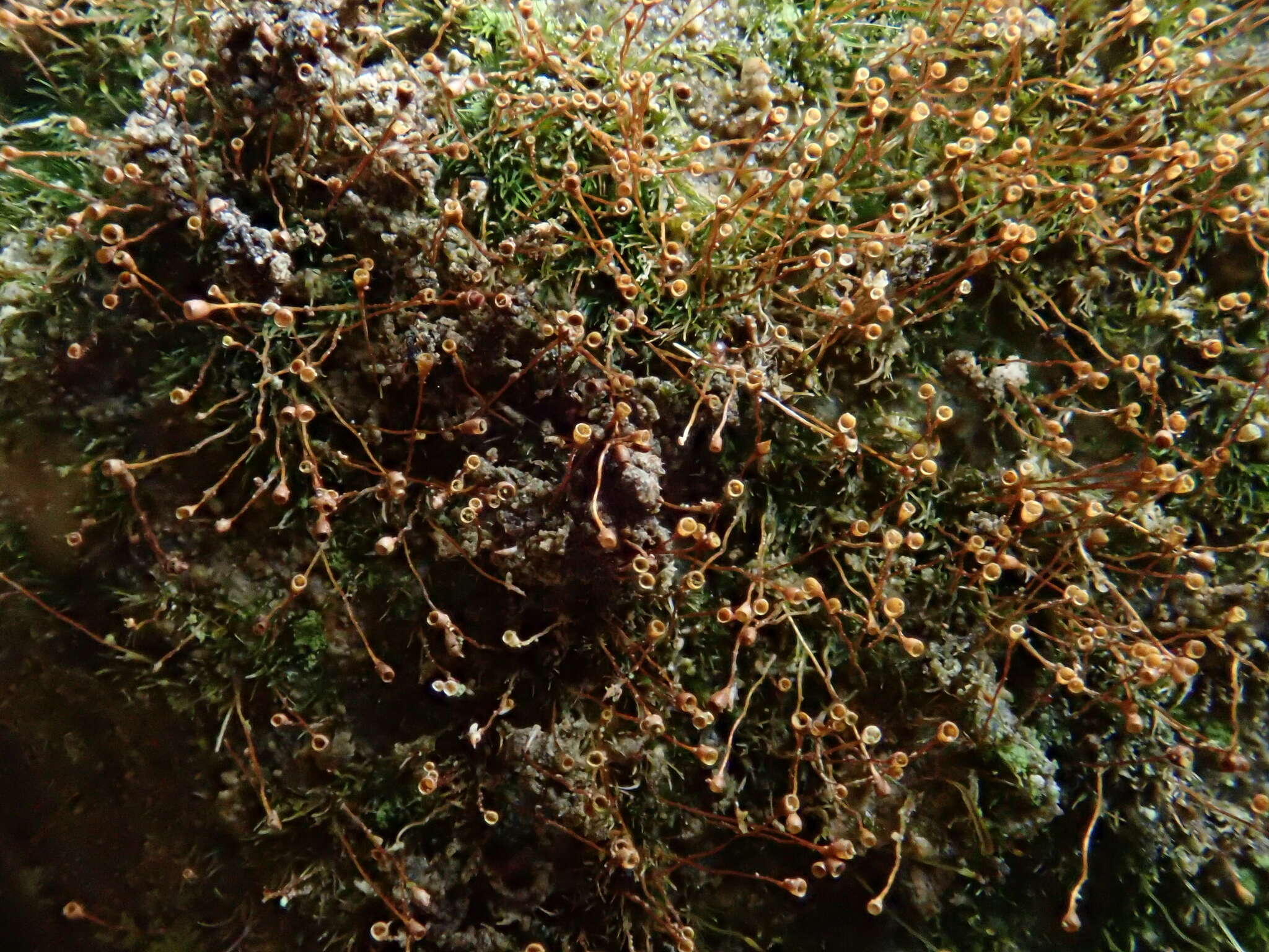 Image of Donn's small limestone moss