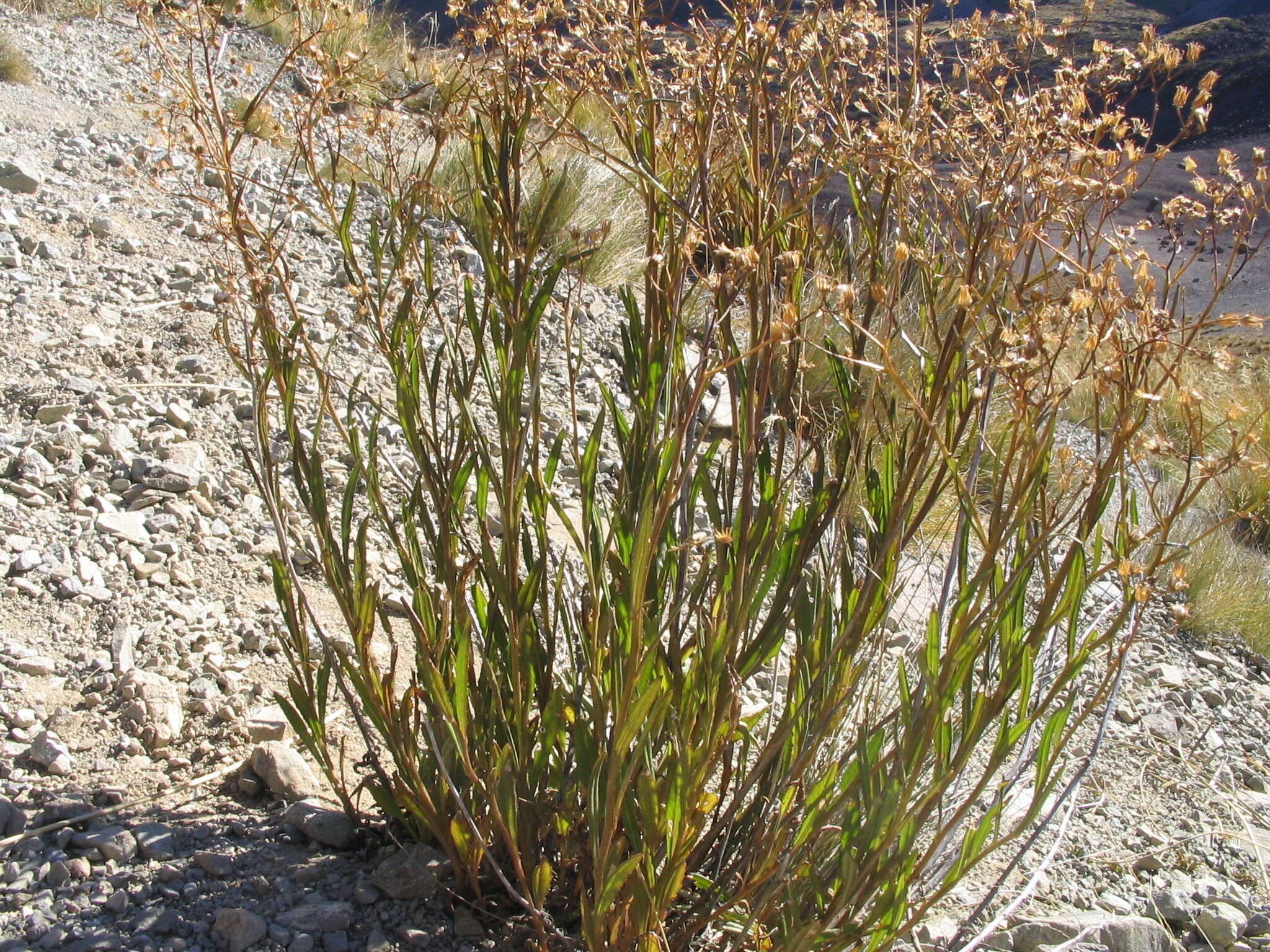 صورة Erechtites diversifolia Petrie.