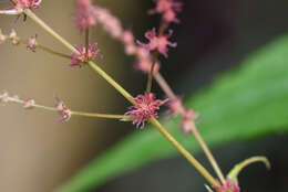 Image of Boehmeria zollingeriana var. podocarpa (W. T. Wang) W. T. Wang & C. J. Chen