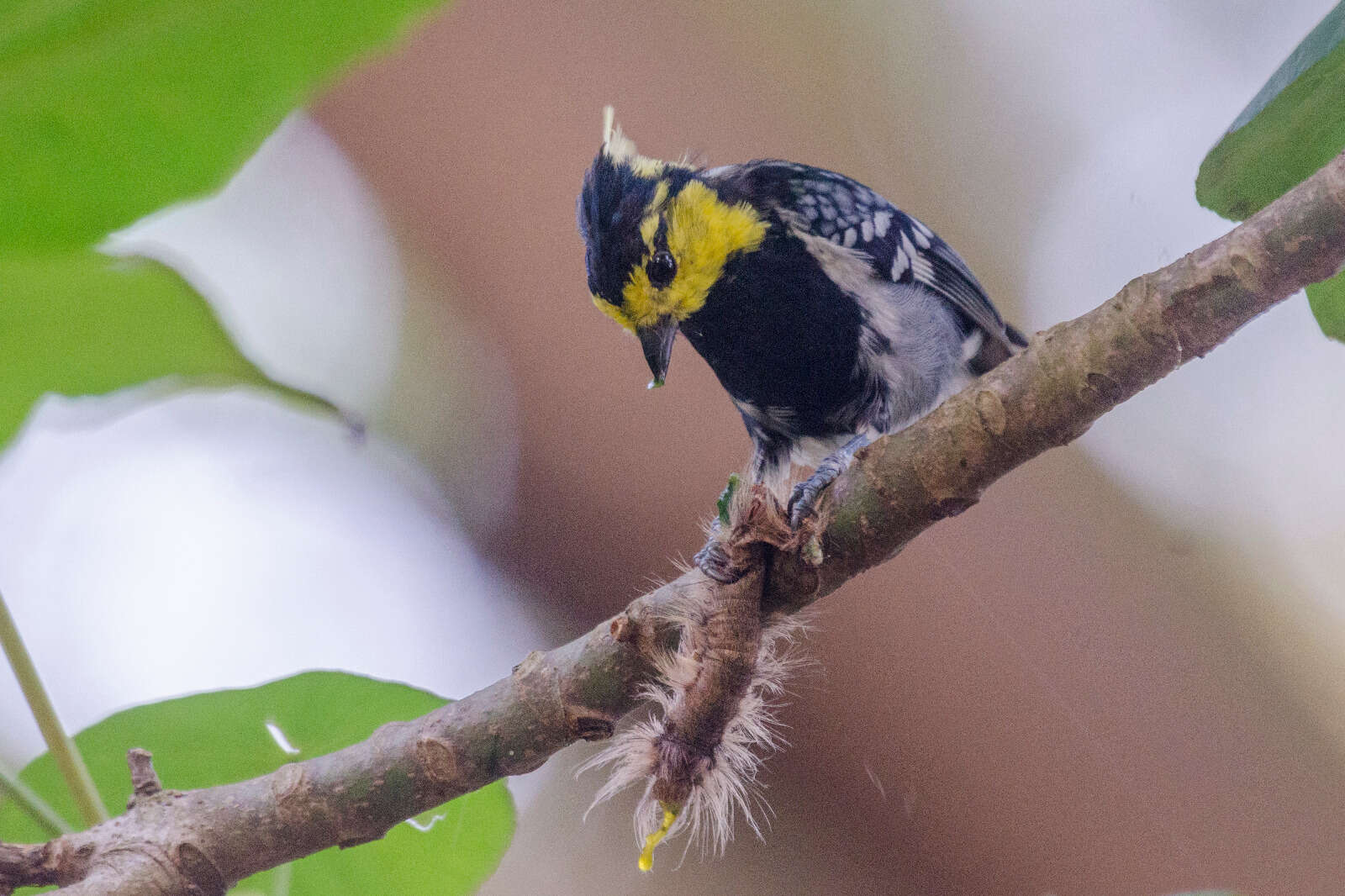 Image de Machlolophus spilonotus (Bonaparte 1850)