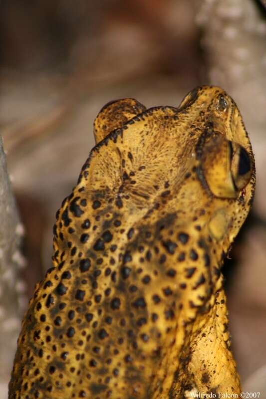 Image of Puerto Rican crested toad