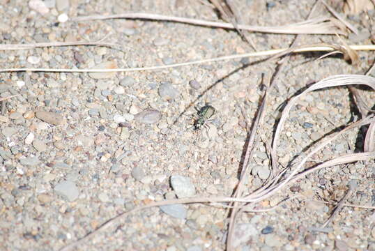 Image of Twelve-spotted Tiger Beetle