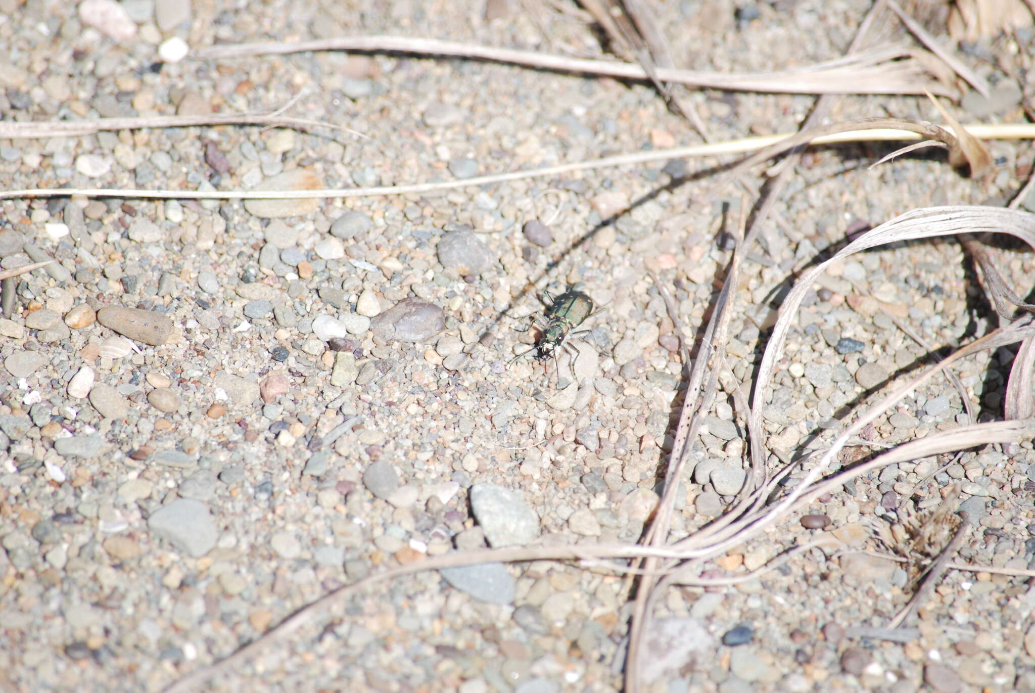 Image of Twelve-spotted Tiger Beetle
