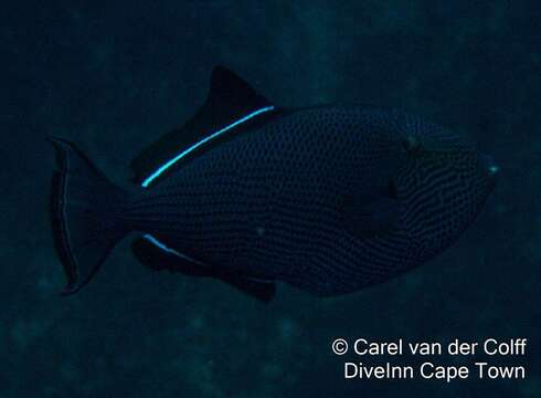 Image of Indian triggerfish