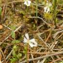 Image of Stylidium calcaratum R. Br.