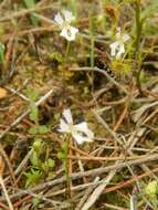 Image de Stylidium calcaratum R. Br.