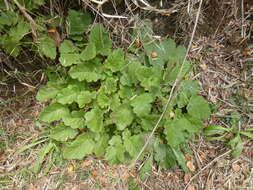 Image of Francoa appendiculata A. Juss.