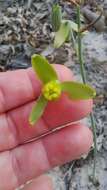 Image of Albuca flaccida Jacq.