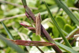 Image of Eutorna inornata Philpott 1927