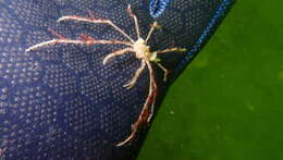 Image of long legged spider crab