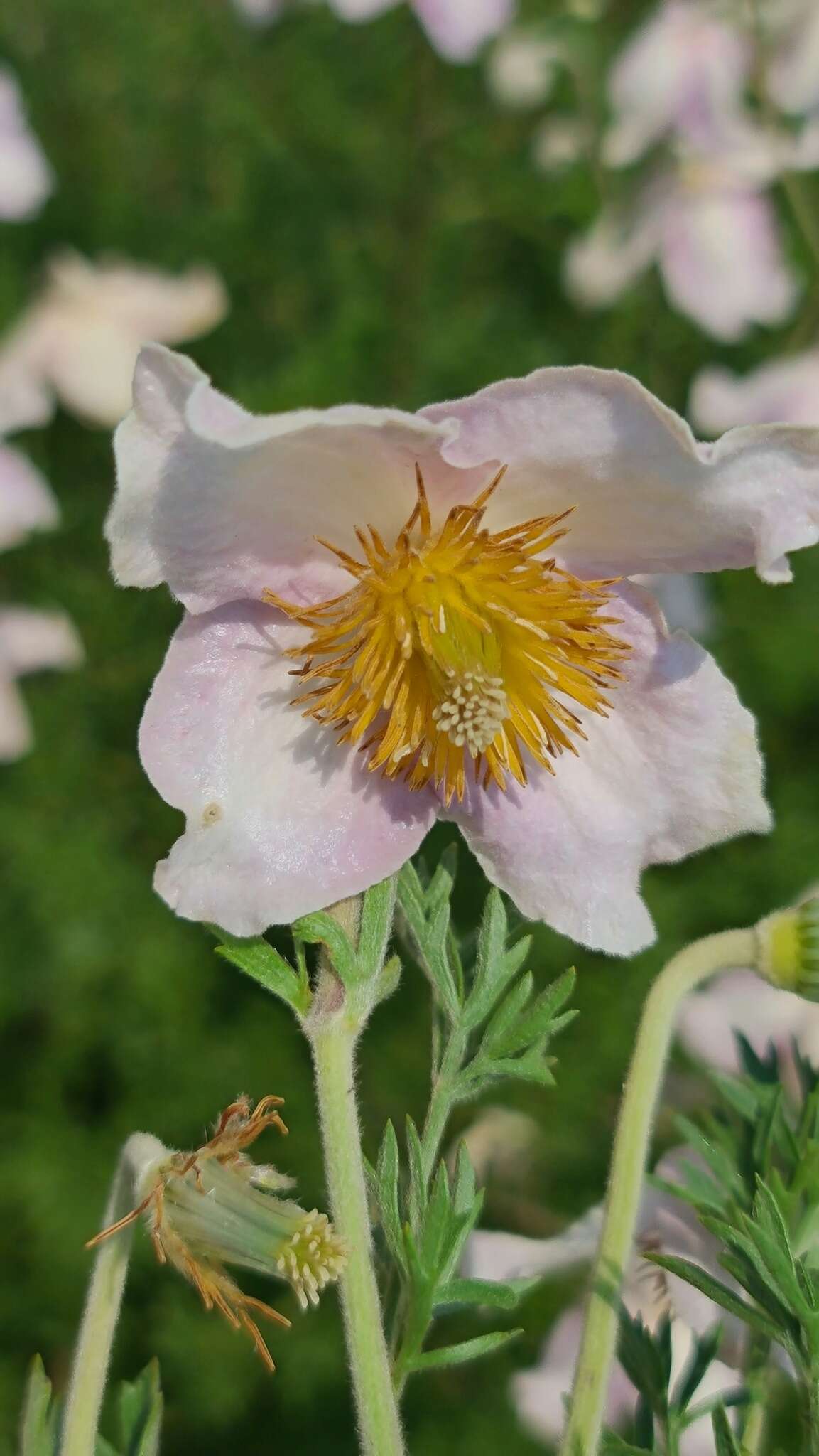 صورة Clematis villosa subsp. villosa