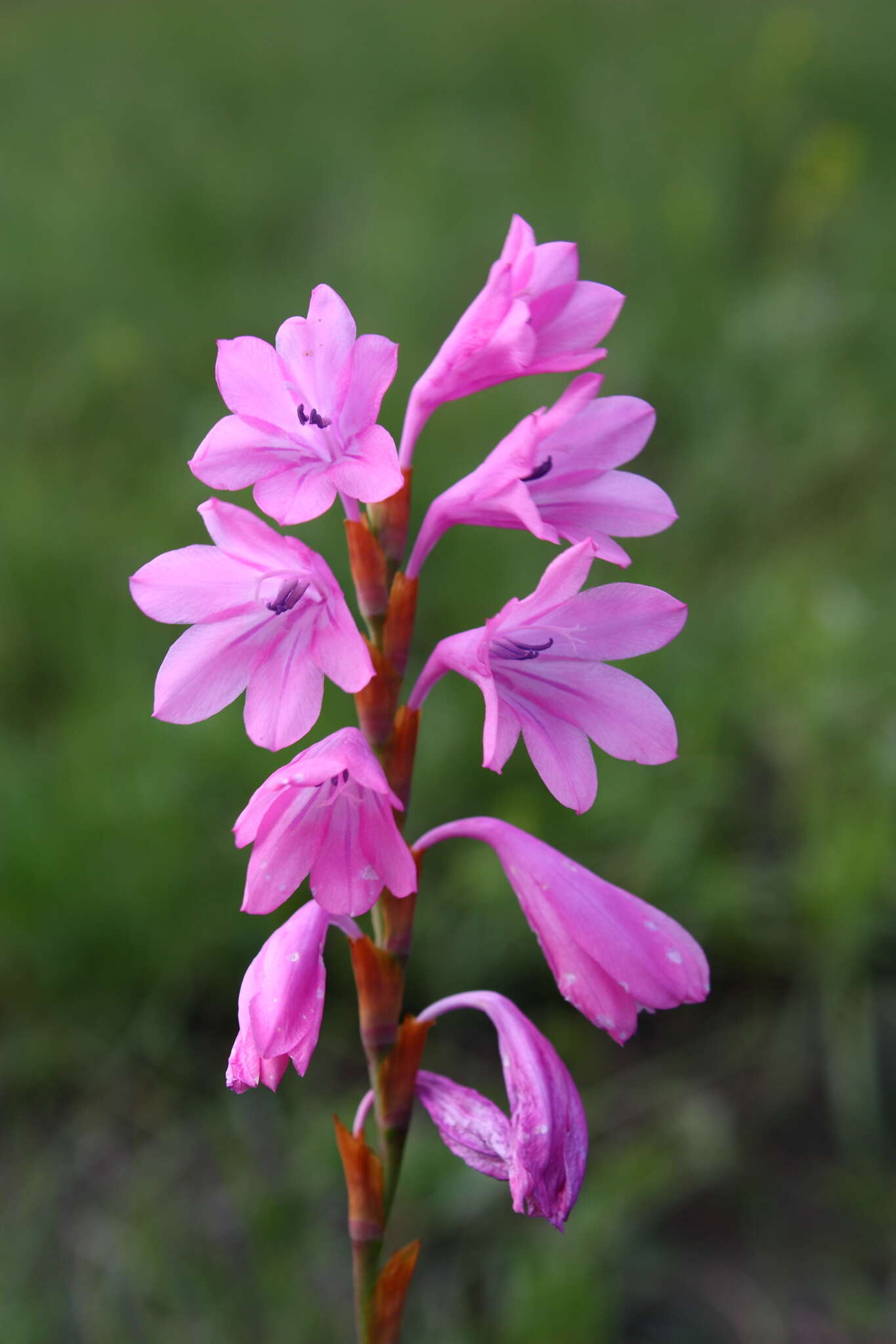 Image of Watsonia mtamvunae Goldblatt